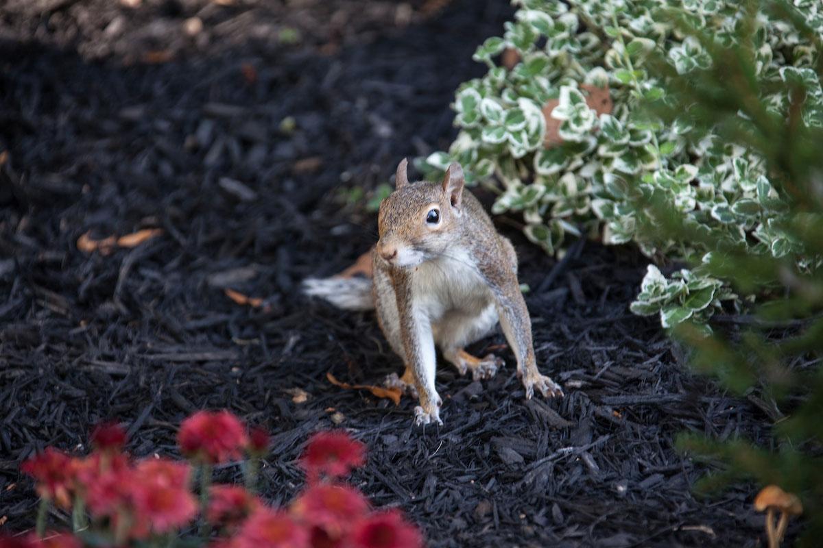 squirrel on campus, former 404 photo